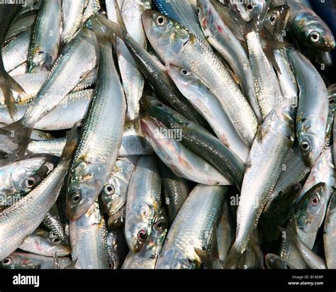 picture of sardine fish|37,900+ Sardine Fish Stock Photos, Pictures.